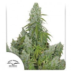Dutch Passion - Auto Ultimate®