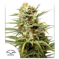Dutch Passion - Auto White Widow®