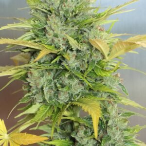 Serious Seeds - AK47 AUTO
