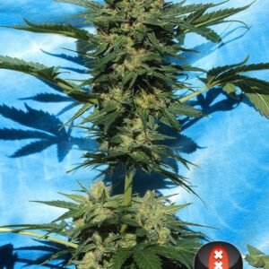 Serious Seeds - White Russian AUTO