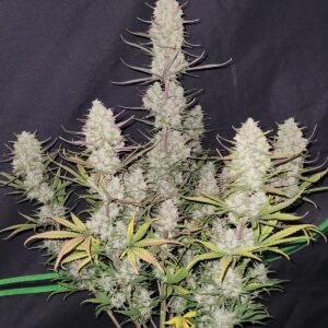 420 Fast Buds - Tropicana Cookies