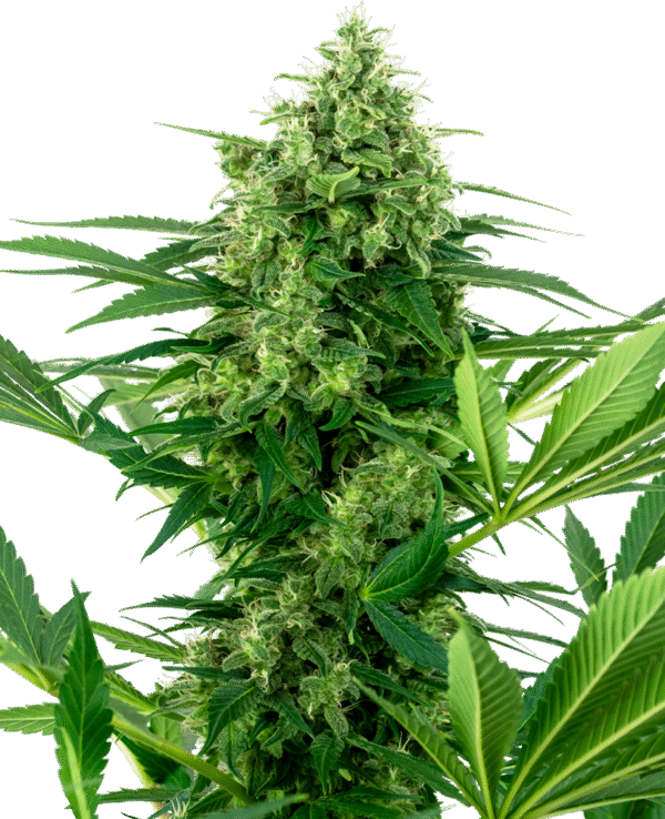 Sensi Seeds Research - Banana Frosting Feminized