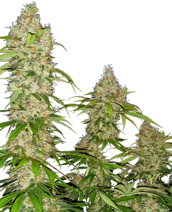 Sensi Seeds Research - Banana Kush Cake Feminized