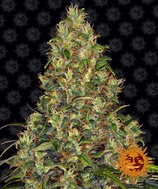 Barney’s Farm - Amnesia Haze Auto Strain