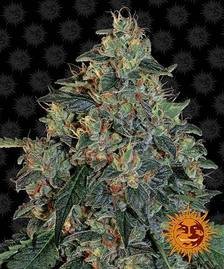 Barney’s Farm - Blueberry OG Strain