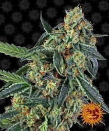 Barney’s Farm - Cookies Kush Strain