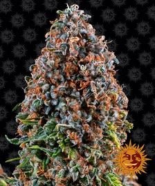 Barney’s Farm - Critical Kush Strain