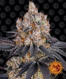Barney’s Farm - Gelato Strain