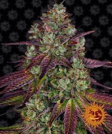 Barney’s Farm - Mimosa EVO Strain