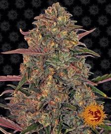 Barney’s Farm - Pineapple Chunk Strain