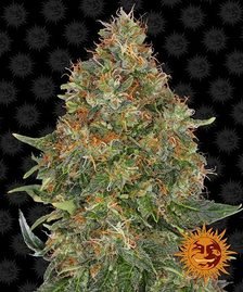 Barney’s Farm - Pineapple Express Auto Strain