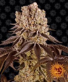 Barney’s Farm - Purple Punch Strain