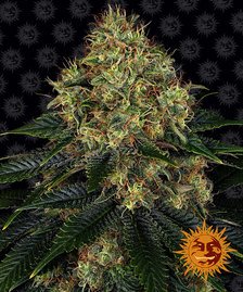 Barney’s Farm - Skywalker OG Auto Strain