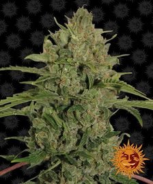 Barney’s Farm - Triple Cheese Strain