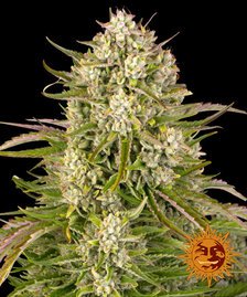 Barney’s Farm - Wedding Cake Auto Strain