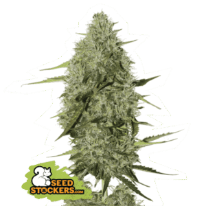 Seed Stockers - BCN Critical XXL Auto