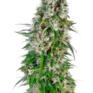 Sensi Seeds - Big Bud Automatic