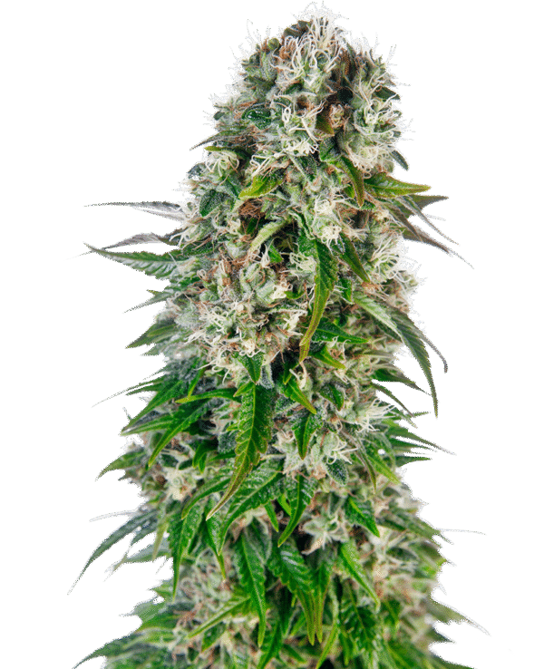 Sensi Seeds - Big Bud Automatic