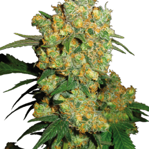 Sensi Seeds - Big Bud Feminized