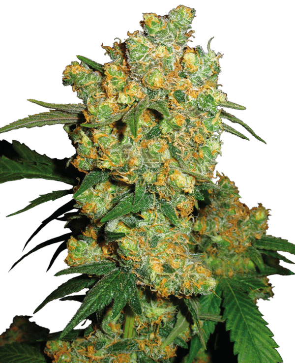 Sensi Seeds - Big Bud® (Regular)