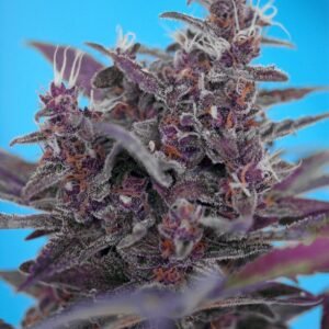 Sweet Seeds - Black Cream Auto®