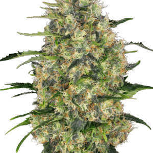 Sensi Seeds - Black Domina Feminized