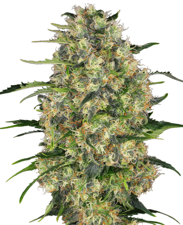 Sensi Seeds - Black Domina Feminized