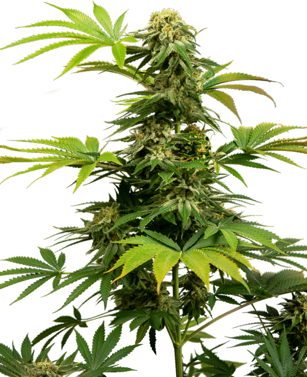 Sensi Seeds Research - Sensi #1318 CBD