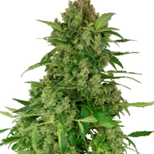 Sensi Seeds Research - Black Lights CBD Automatic