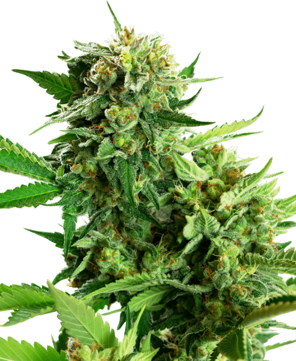 Sensi Seeds Research - Blackberry Cake Feminized