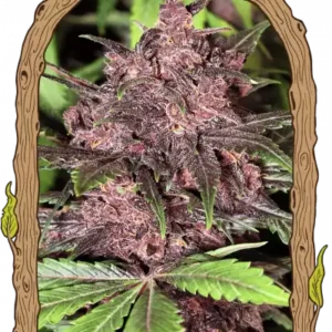 Exotic Seeds - Black Haze