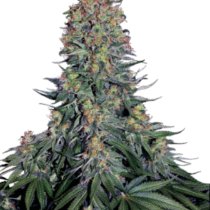 Sensi Seeds - Blue Skunk Feminized