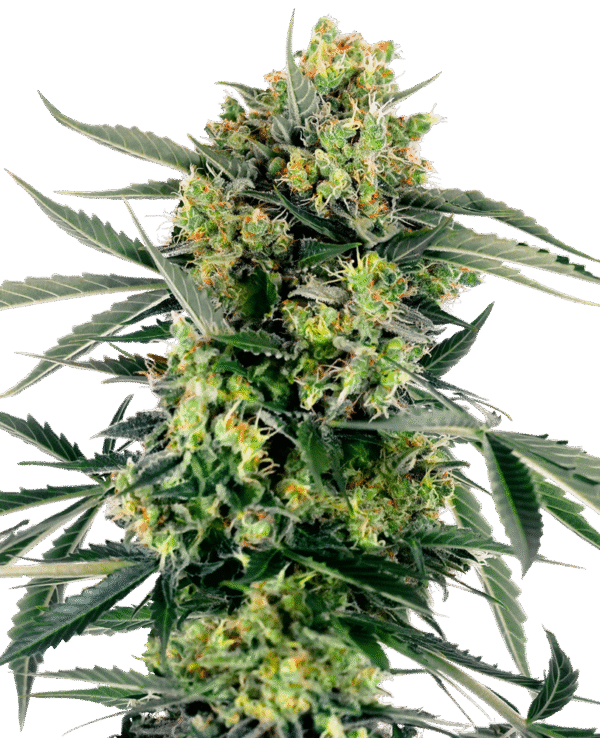 Sensi Seeds Research - Blueberry Zkittlez Automatic