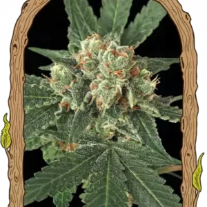Exotic Seeds - Blue Monkey