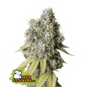 Seed Stockers - Bruce Banner Auto