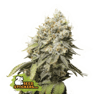 Seed Stockers - Bruce Banner Fem