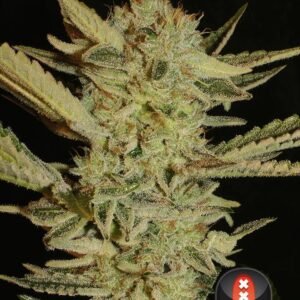 Serious Seeds - Bubble Gum