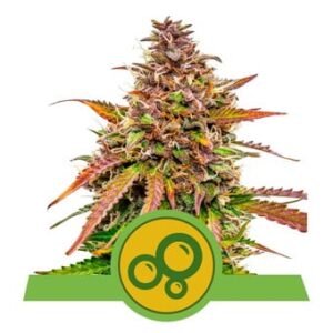 Royal Queen Seeds - Bubble Kush Auto