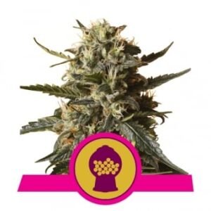 Royal Queen Seeds - Bubblegum XL