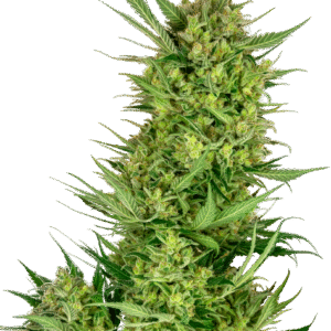 Sensi Seeds Research - Buttercream Gelato Feminized