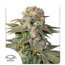 Dutch Passion - C-Vibez®