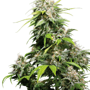 Sensi Seeds - California Indica Feminized