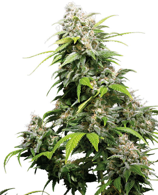 Sensi Seeds - California Indica Feminized