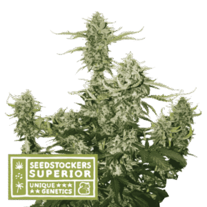 Seed Stockers - Candy Dawg® Auto