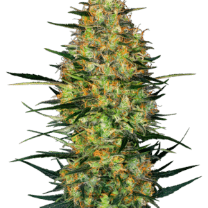 Sensi Seeds Research - Caramellow Kush Automatic