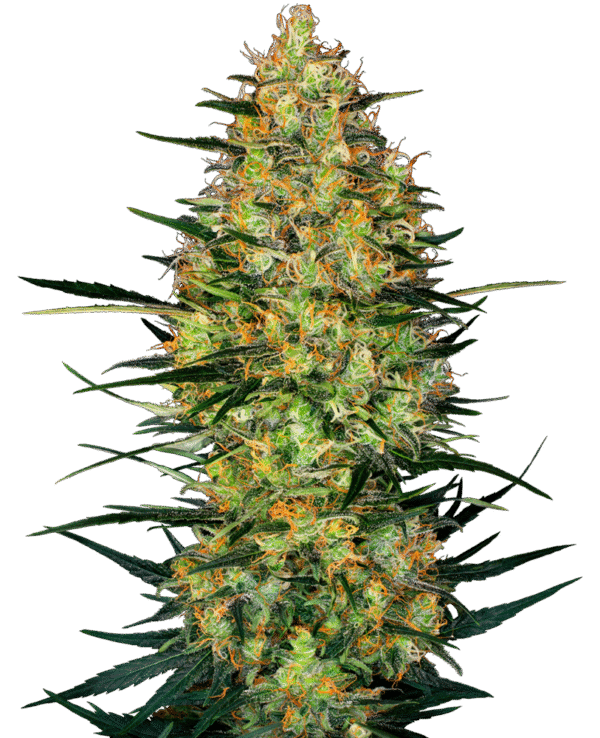 Sensi Seeds Research - Caramellow Kush Automatic