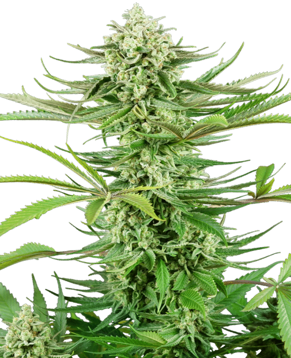Sensi Seeds Research - Cashew Kush Feminized
