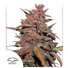 Dutch Passion - CBD Auto Blackberry Kush®