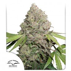 Dutch Passion - CBD Charlotte’s Angel®