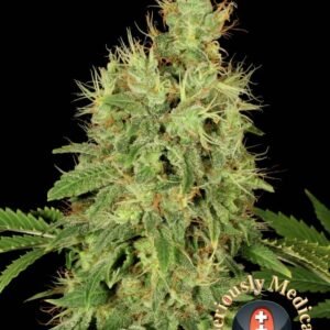 Serious Seeds - CBD Chronic